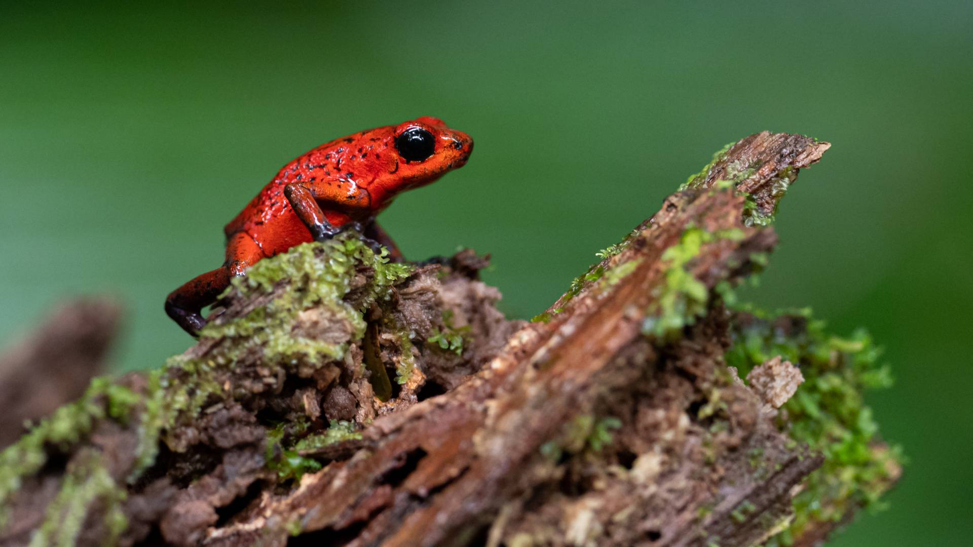 Fotoboek Costa Rica
